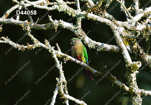 Maroon-bellied Parakeet (Pyrrhura frontalis)